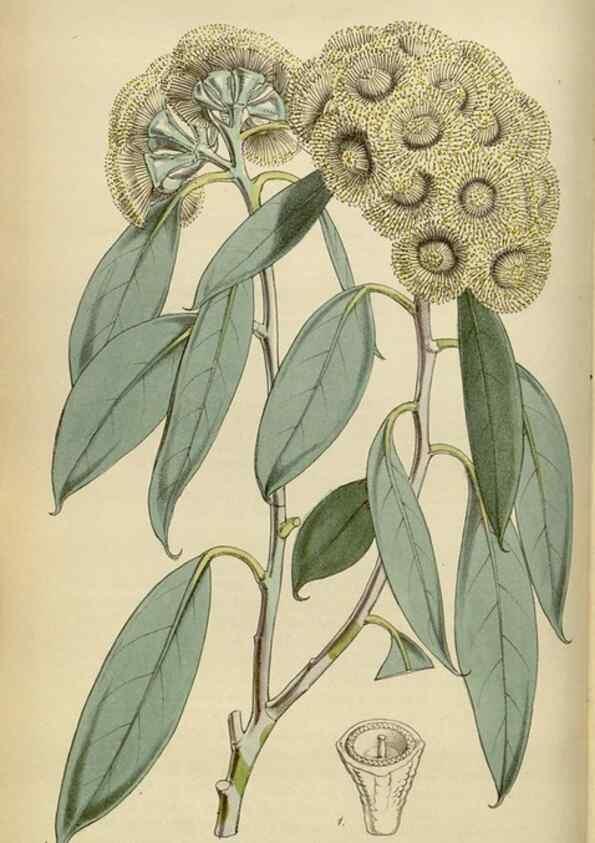 Reproducción/Reproduction 35122174651: Curtis's botanical magazine.. London ; New York [etc.] :Academic Press [etc.]