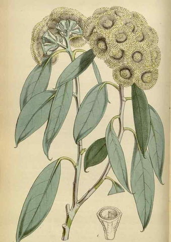 Reproducción/Reproduction 35122174651: Curtis's botanical magazine.. London ; New York [etc.] :Academic Press [etc.]
