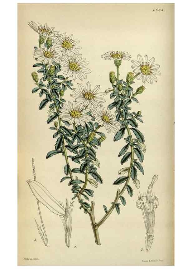 Reproducción/Reproduction 35122178551: Curtis's botanical magazine.. London ; New York [etc.] :Academic Press [etc.]