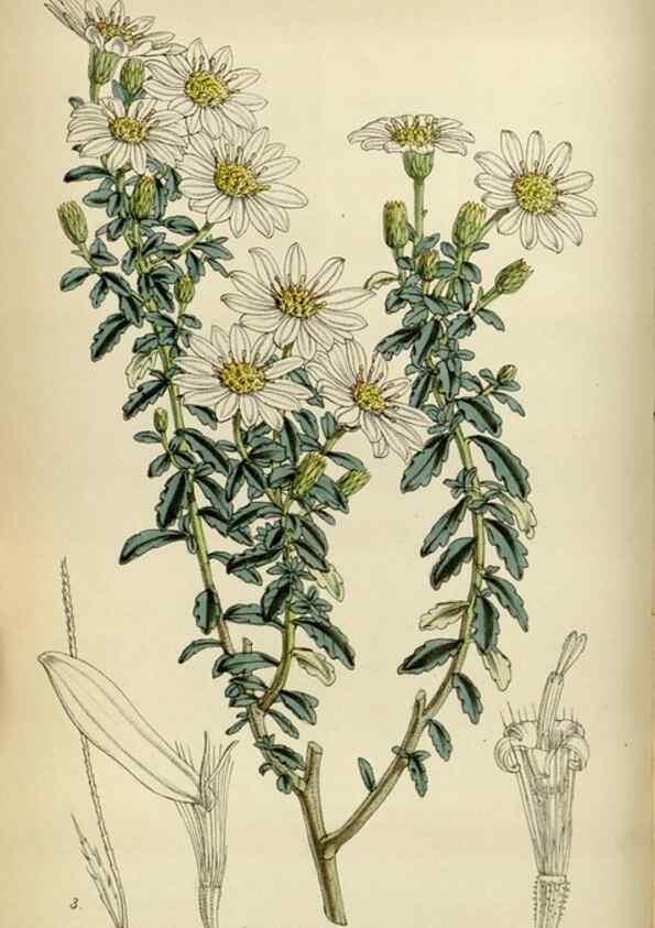 Reproducción/Reproduction 35122178551: Curtis's botanical magazine.. London ; New York [etc.] :Academic Press [etc.]