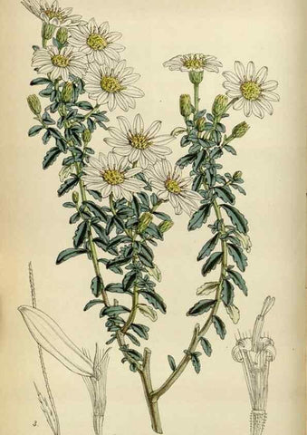 Reproducción/Reproduction 35122178551: Curtis's botanical magazine.. London ; New York [etc.] :Academic Press [etc.]