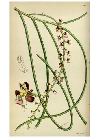 Reproducción/Reproduction 34864866160: Curtis's botanical magazine.. London ; New York [etc.] :Academic Press [etc.]