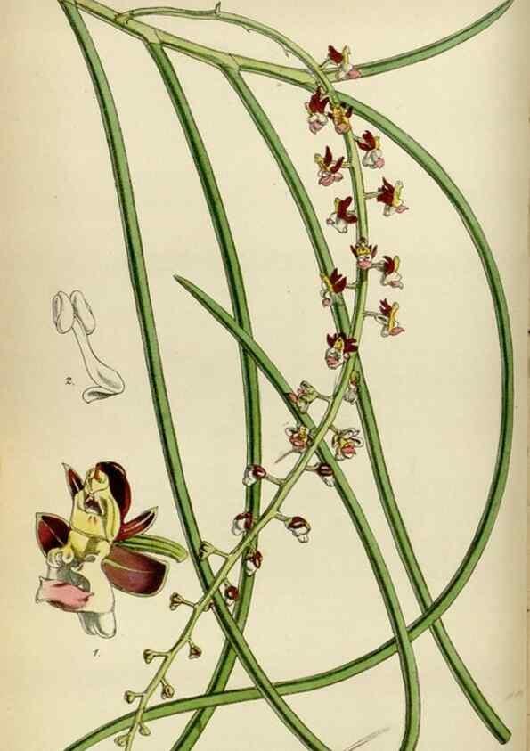 Reproducción/Reproduction 34864866160: Curtis's botanical magazine.. London ; New York [etc.] :Academic Press [etc.]