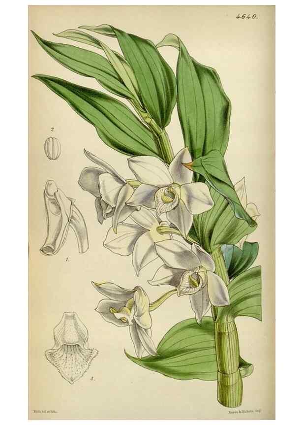 Reproducción/Reproduction 35122186241: Curtis's botanical magazine.. London ; New York [etc.] :Academic Press [etc.]