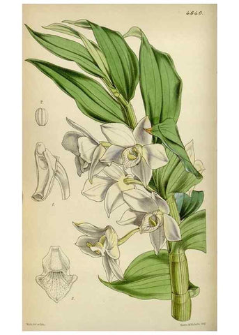 Reproducción/Reproduction 35122186241: Curtis's botanical magazine.. London ; New York [etc.] :Academic Press [etc.]