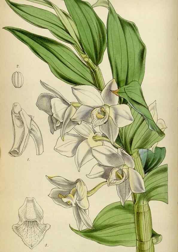 Reproducción/Reproduction 35122186241: Curtis's botanical magazine.. London ; New York [etc.] :Academic Press [etc.]