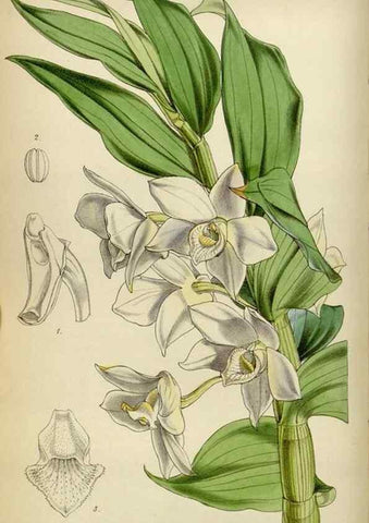 Reproducción/Reproduction 35122186241: Curtis's botanical magazine.. London ; New York [etc.] :Academic Press [etc.]