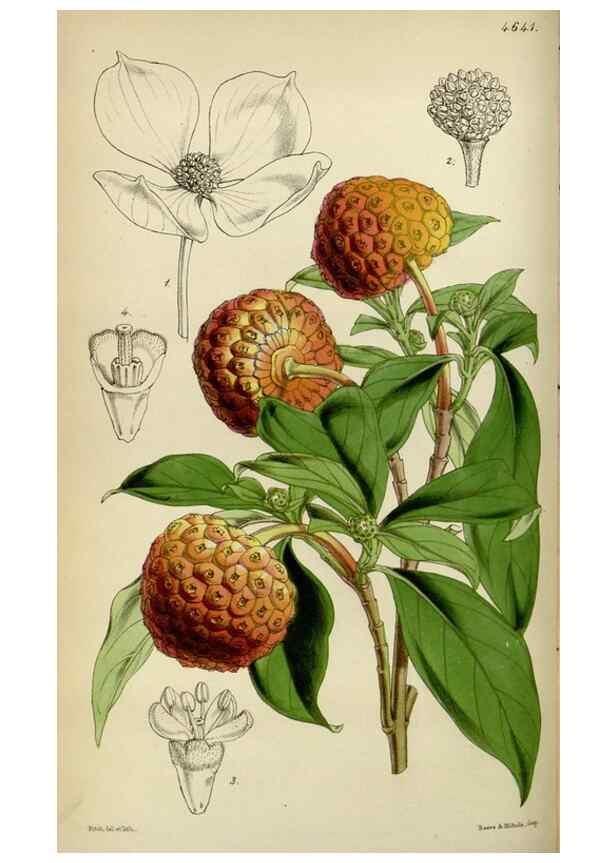 Reproducción/Reproduction 34864872920: Curtis's botanical magazine.. London ; New York [etc.] :Academic Press [etc.]