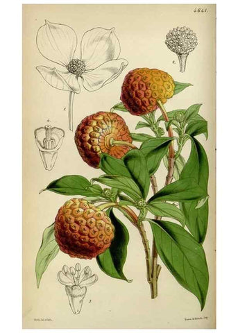 Reproducción/Reproduction 34864872920: Curtis's botanical magazine.. London ; New York [etc.] :Academic Press [etc.]
