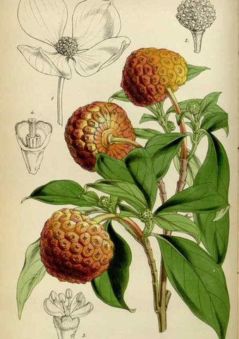 Reproducción/Reproduction 34864872920: Curtis's botanical magazine.. London ; New York [etc.] :Academic Press [etc.]