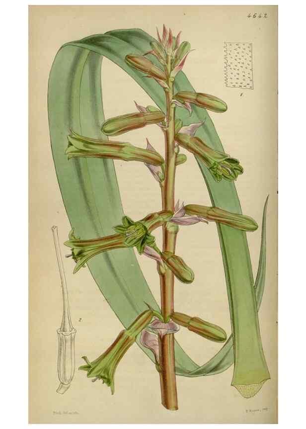 Reproducción/Reproduction 34864876100: Curtis's botanical magazine.. London ; New York [etc.] :Academic Press [etc.]