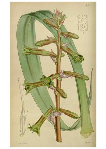 Reproducción/Reproduction 34864876100: Curtis's botanical magazine.. London ; New York [etc.] :Academic Press [etc.]