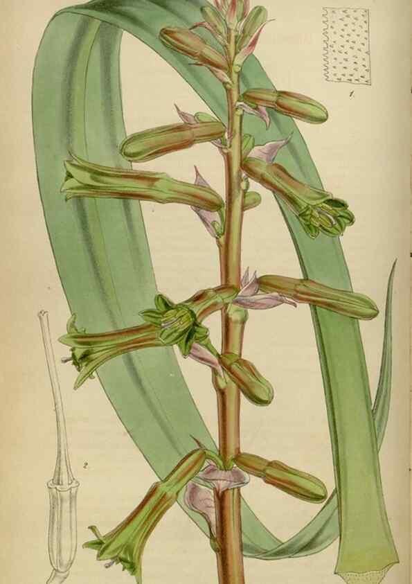 Reproducción/Reproduction 34864876100: Curtis's botanical magazine.. London ; New York [etc.] :Academic Press [etc.]