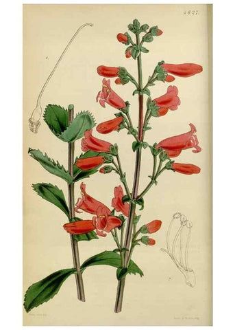 Reproducción/Reproduction 35251842355: Curtis's botanical magazine.. London ; New York [etc.] :Academic Press [etc.]