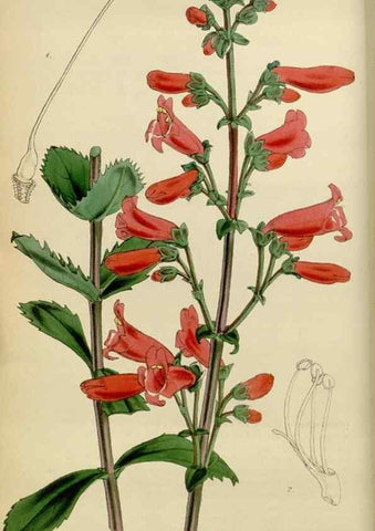 Reproducción/Reproduction 35251842355: Curtis's botanical magazine.. London ; New York [etc.] :Academic Press [etc.]