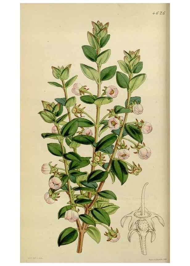Reproducción/Reproduction 35251839535: Curtis's botanical magazine.. London ; New York [etc.] :Academic Press [etc.]