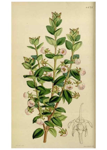 Reproducción/Reproduction 35251839535: Curtis's botanical magazine.. London ; New York [etc.] :Academic Press [etc.]