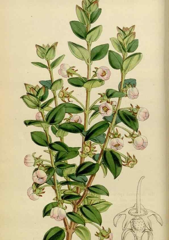 Reproducción/Reproduction 35251839535: Curtis's botanical magazine.. London ; New York [etc.] :Academic Press [etc.]
