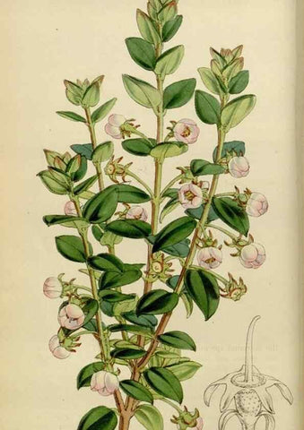 Reproducción/Reproduction 35251839535: Curtis's botanical magazine.. London ; New York [etc.] :Academic Press [etc.]