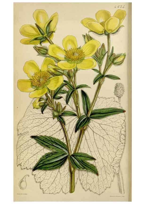 Reproducción/Reproduction 35251836475: Curtis's botanical magazine.. London ; New York [etc.] :Academic Press [etc.]