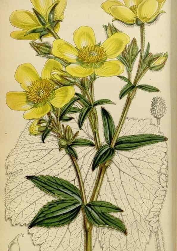 Reproducción/Reproduction 35251836475: Curtis's botanical magazine.. London ; New York [etc.] :Academic Press [etc.]