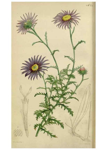 Reproducción/Reproduction 35251832585: Curtis's botanical magazine.. London ; New York [etc.] :Academic Press [etc.]