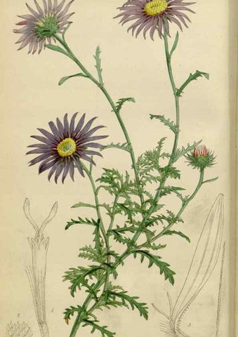 Reproducción/Reproduction 35251832585: Curtis's botanical magazine.. London ; New York [etc.] :Academic Press [etc.]