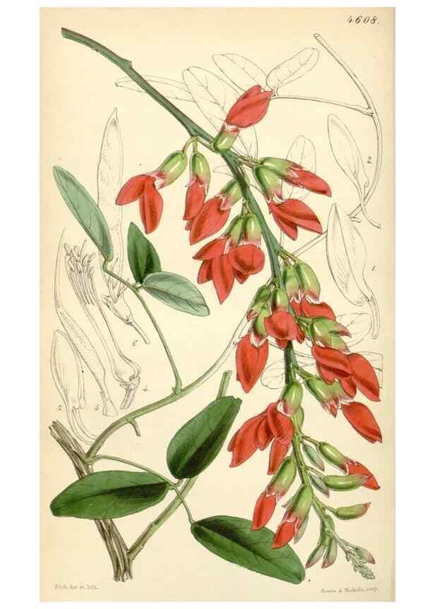 Reproducción/Reproduction 35251656645: Curtis's botanical magazine.. London ; New York [etc.] :Academic Press [etc.]