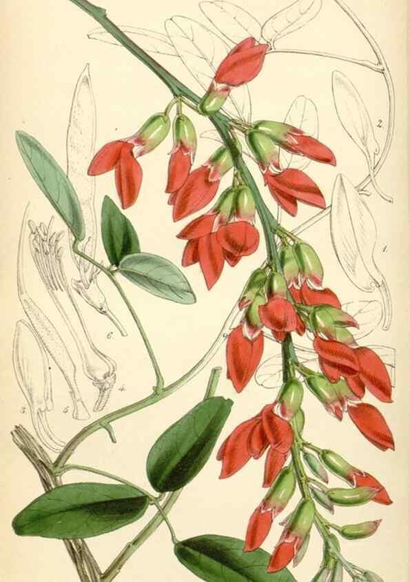 Reproducción/Reproduction 35251656645: Curtis's botanical magazine.. London ; New York [etc.] :Academic Press [etc.]