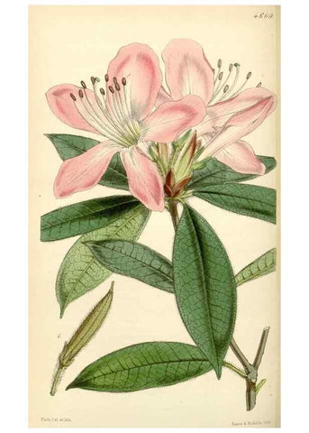 Reproducción/Reproduction 35251659245: Curtis's botanical magazine.. London ; New York [etc.] :Academic Press [etc.]