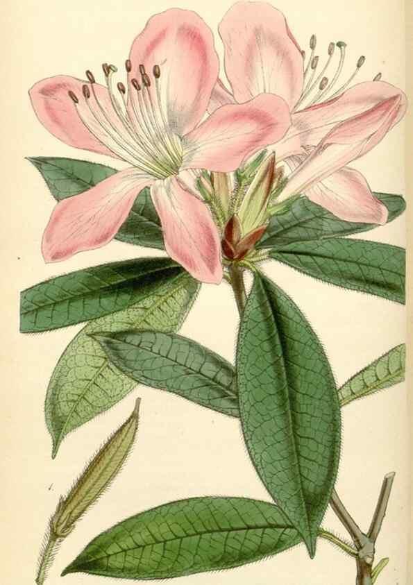 Reproducción/Reproduction 35251659245: Curtis's botanical magazine.. London ; New York [etc.] :Academic Press [etc.]