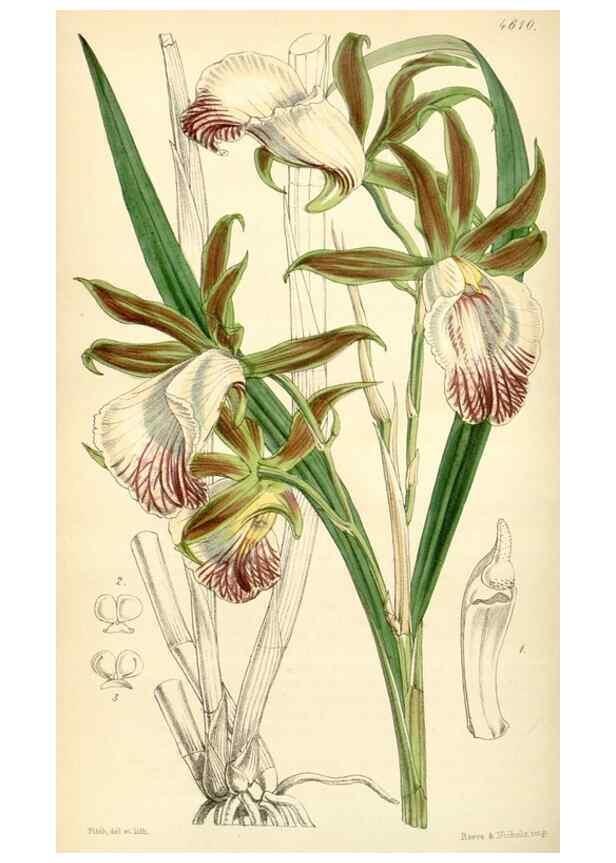 Reproducción/Reproduction 35251661855: Curtis's botanical magazine.. London ; New York [etc.] :Academic Press [etc.]