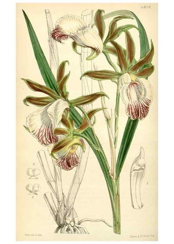 Reproducción/Reproduction 35251661855: Curtis's botanical magazine.. London ; New York [etc.] :Academic Press [etc.]