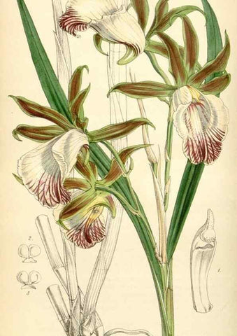 Reproducción/Reproduction 35251661855: Curtis's botanical magazine.. London ; New York [etc.] :Academic Press [etc.]