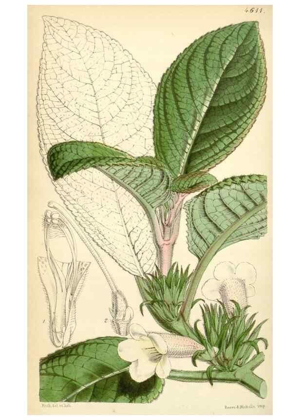 Reproducción/Reproduction 35251665085: Curtis's botanical magazine.. London ; New York [etc.] :Academic Press [etc.]