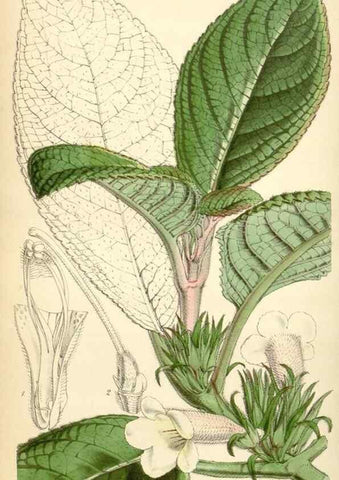 Reproducción/Reproduction 35251665085: Curtis's botanical magazine.. London ; New York [etc.] :Academic Press [etc.]