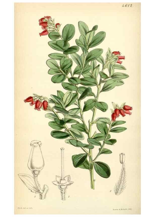 Reproducción/Reproduction 35251667555: Curtis's botanical magazine.. London ; New York [etc.] :Academic Press [etc.]