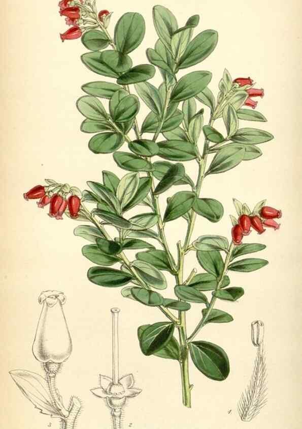 Reproducción/Reproduction 35251667555: Curtis's botanical magazine.. London ; New York [etc.] :Academic Press [etc.]