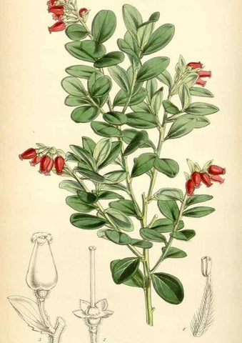 Reproducción/Reproduction 35251667555: Curtis's botanical magazine.. London ; New York [etc.] :Academic Press [etc.]