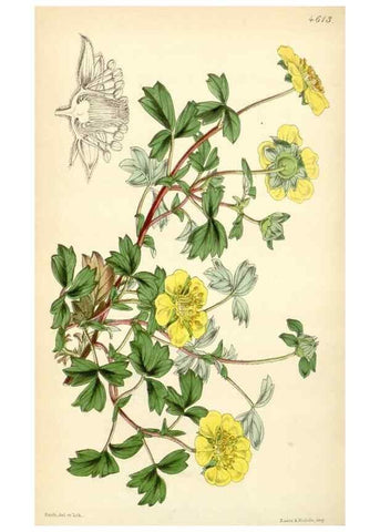 Reproducción/Reproduction 34407887954: Curtis's botanical magazine.. London ; New York [etc.] :Academic Press [etc.]