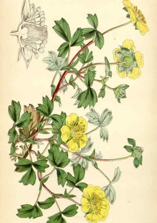 Reproducción/Reproduction 34407887954: Curtis's botanical magazine.. London ; New York [etc.] :Academic Press [etc.]