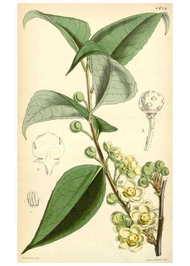 Reproducción/Reproduction 34407890534: Curtis's botanical magazine.. London ; New York [etc.] :Academic Press [etc.]