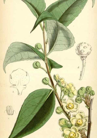 Reproducción/Reproduction 34407890534: Curtis's botanical magazine.. London ; New York [etc.] :Academic Press [etc.]
