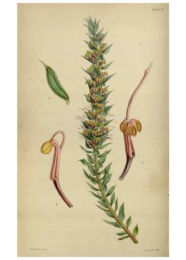 Reproducción/Reproduction 34408069754: Curtis's botanical magazine.. London ; New York [etc.] :Academic Press [etc.]