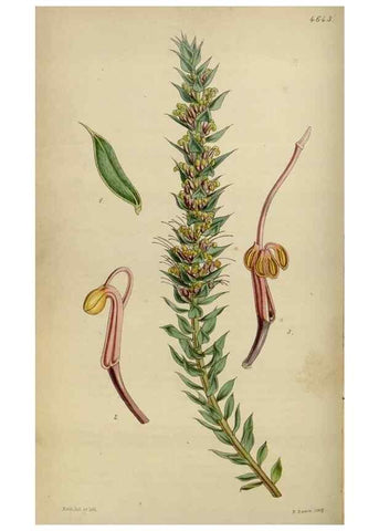 Reproducción/Reproduction 34408069754: Curtis's botanical magazine.. London ; New York [etc.] :Academic Press [etc.]