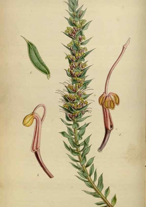 Reproducción/Reproduction 34408069754: Curtis's botanical magazine.. London ; New York [etc.] :Academic Press [etc.]