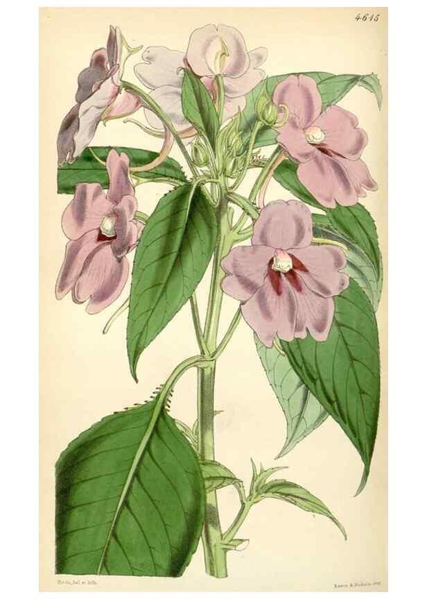Reproducción/Reproduction 34407893204: Curtis's botanical magazine.. London ; New York [etc.] :Academic Press [etc.]