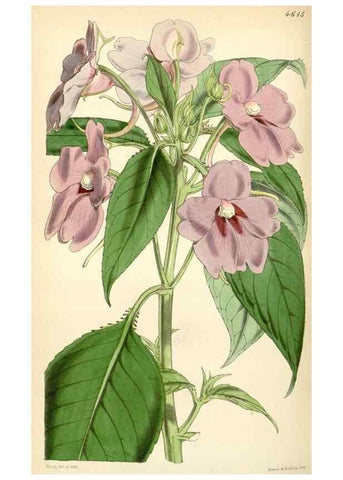 Reproducción/Reproduction 34407893204: Curtis's botanical magazine.. London ; New York [etc.] :Academic Press [etc.]