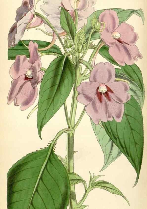 Reproducción/Reproduction 34407893204: Curtis's botanical magazine.. London ; New York [etc.] :Academic Press [etc.]
