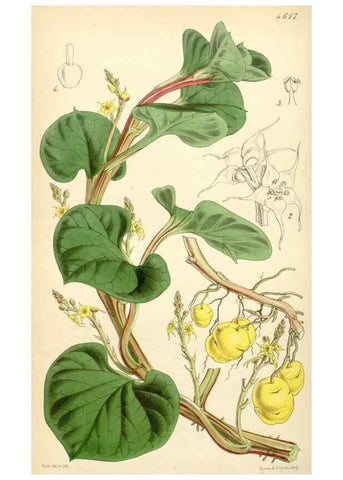 Reproducción/Reproduction 35121975961: Curtis's botanical magazine.. London ; New York [etc.] :Academic Press [etc.]
